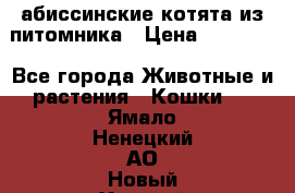 абиссинские котята из питомника › Цена ­ 15 000 - Все города Животные и растения » Кошки   . Ямало-Ненецкий АО,Новый Уренгой г.